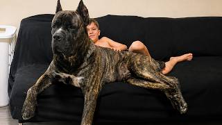 Camera Caught What This 200lb Cane Corso Does When a Stranger Nears the Little Boy's Window 😱