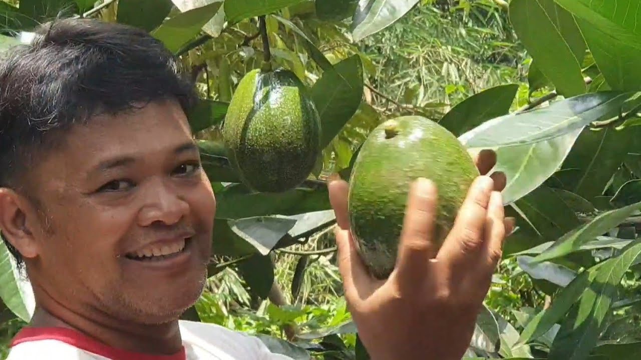 AHIRNYA PLONG PANEN PERDANA KE - 13 Th  ‼️/avocado harvesting Day/AVOCADO