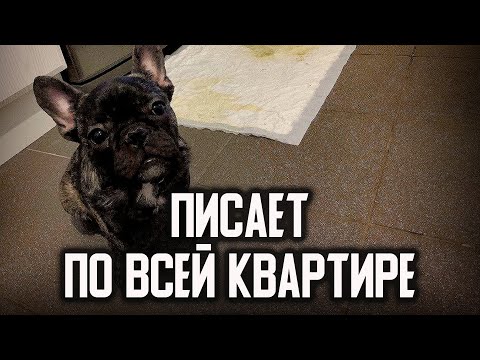 Французский бульдог писает по всей квартире