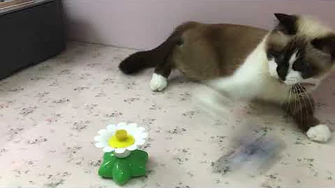 Watch the video about April the Snowshoe Cat reviews cat toys