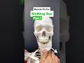 (Part 1 of 2) Does your jaw shift, click, or ache? Try these 3 quick muscles fixes! #jaw #tmj
