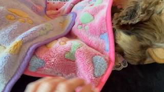 Know Before You Buy- Soft Fleece Blankets for Dogs