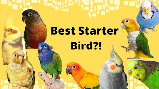 Starter and Beginner Birds: How to Decide Which Parrot is Right For You! | BirdNerdSophie