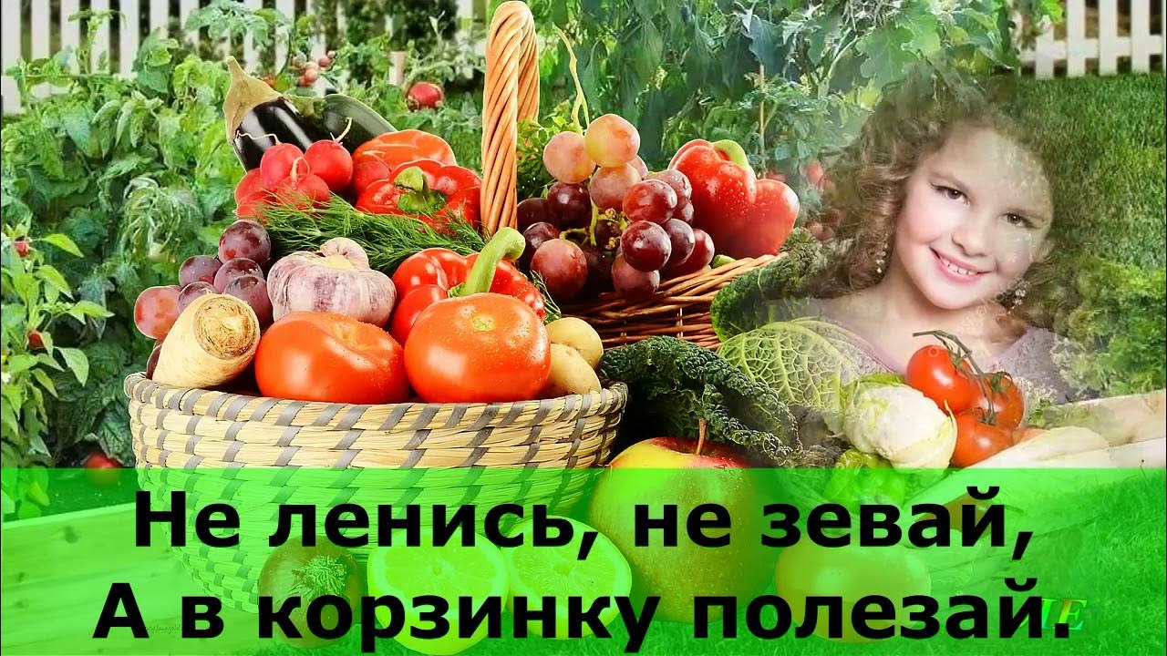 Песенка урожай собирай и на зиму. Песня урожай собирай. песня урожайная мы корзиночки несем.