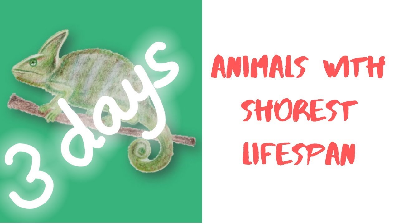 Top 10 Animals with Shortest Lifespan Shortest Lived Species YouTube