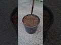 Gardening मन को सुकून देता हैं #plants #ytshorts #gardeningideas #new viral video
