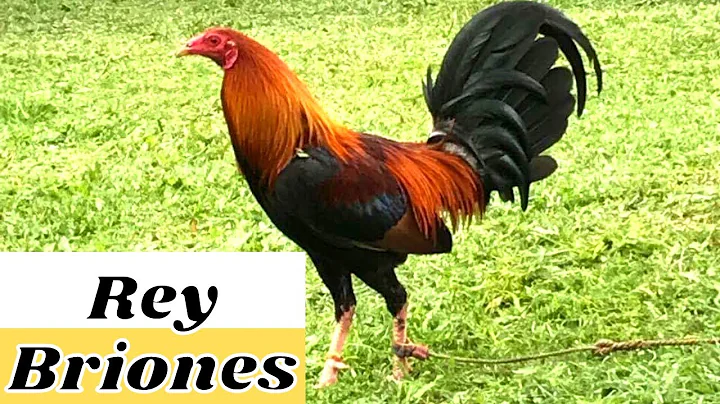 Rey Briones & Christopher Chu | Beautiful Rooster ...