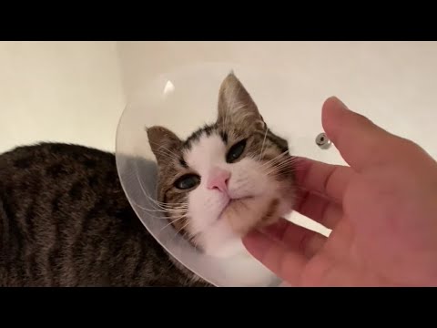 痒い所に手が届く猫がおもしろかわいい ねこ動画 Nekovideo Blog