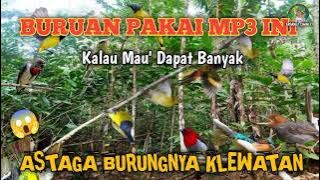 Raja pikat MP3 yang paling ampuh ❗ semua jenis burung kecil outo dapat banyak ❗