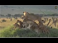 safariLIVE Lions Sausage Tree Pride  2019 07 14  Just thought was an Epic sighting.