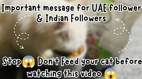 Video 11856481: cat don, persian cat, cat food royal canin, cat review, cat feeding