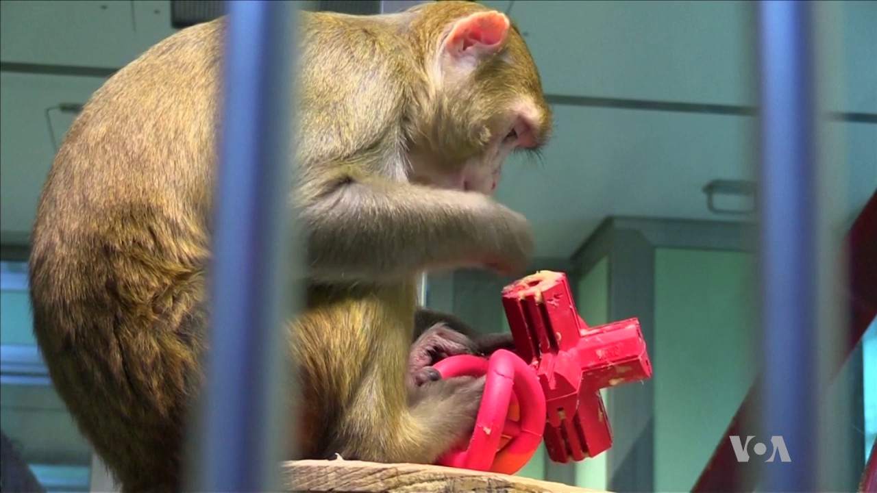 Paired Stimuli Offers Rehabilitation Hope for Stroke Survivors