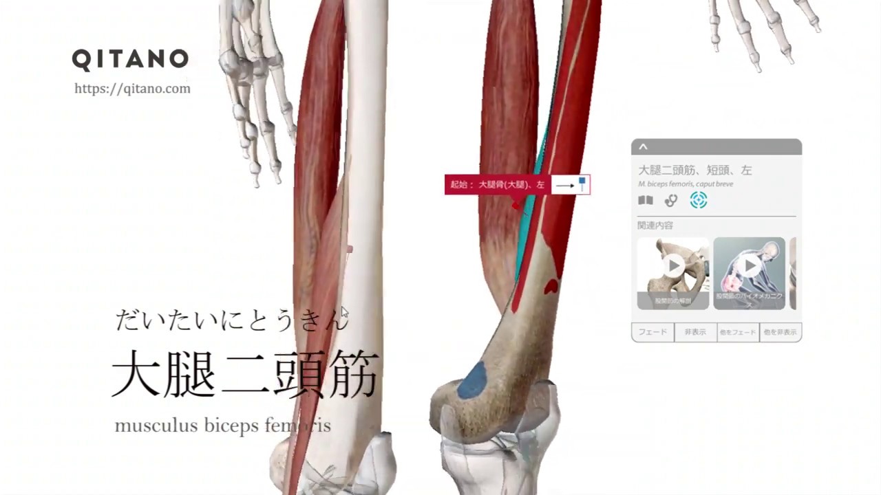 大腿二頭筋の解剖学図 Musculus Biceps Femoris 筋肉辞典 94 Youtube