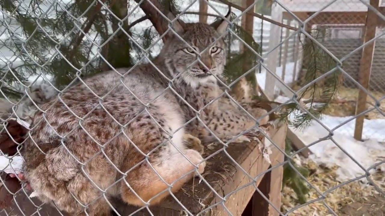 В гостях у Кирилла Потапова. Часть 2: ручная росомаха Гугуша и компания