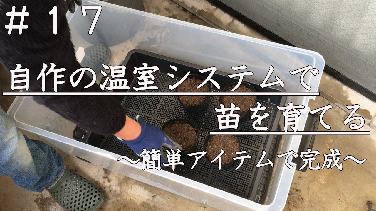【家庭菜園】簡単アイテムで温室ハウス作りに挑戦｜自然農法｜育苗｜種まき