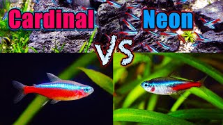 Cardinal Tetra vs Neon Tetra: Which is Better?