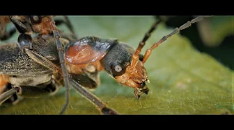 Der Hron - Eine Flußlandschaft in der Slowakei - Von der Quelle zur Mündung - Teil 1 - Horehronie