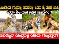       tigers are powerful but not kingswhy tiger vs lion