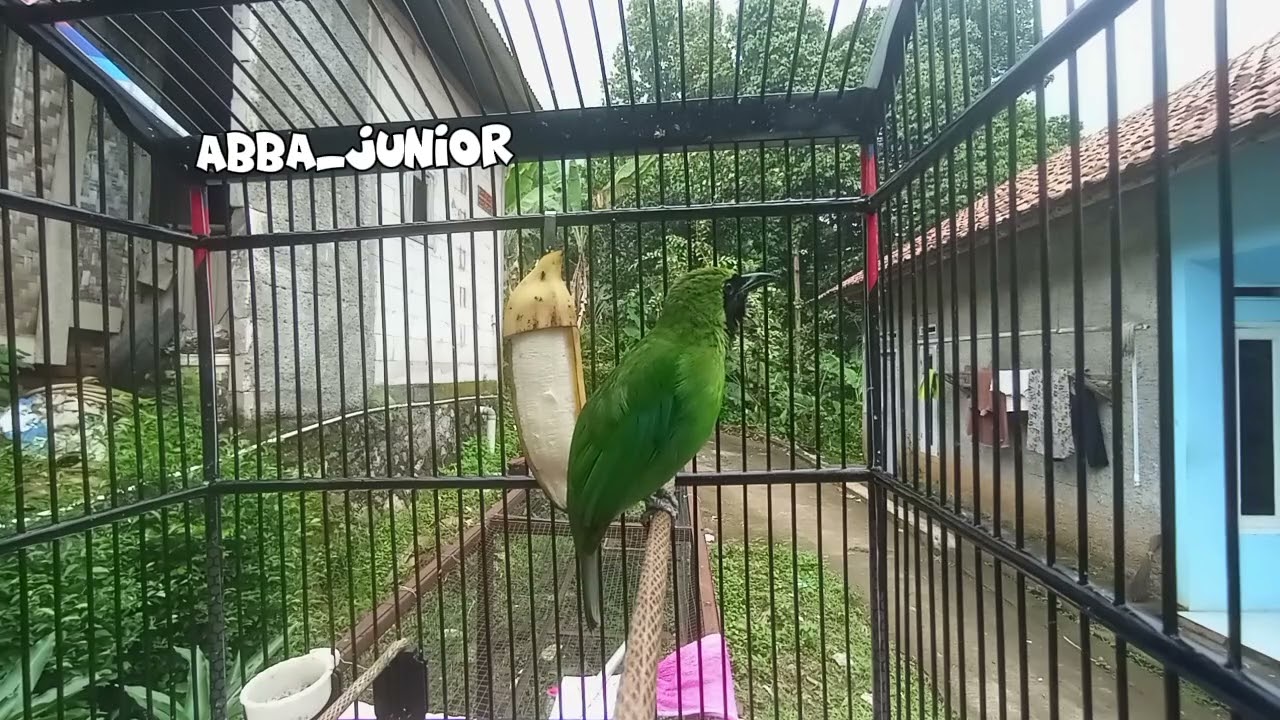 Cuca ijo isian kasar tengkek udang. Cocok buat masteran dan pancingan biar cuca ijo tampil ngotot. 