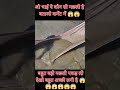 Aaj Dekho ketani badi machli pakd li #viral #agriculture #farming #aquariumfish #automobile#😱😱