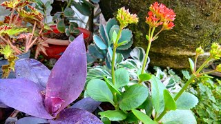 RELAXING MUSIC FOR HAPPY 