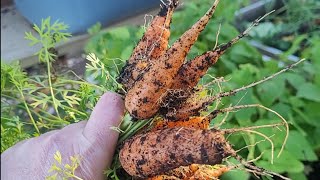 Container Garden Update Early October 2026 #GrowYourOwn #FrugalLiving