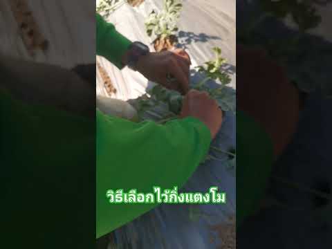 วิธีเลือกไว้กิ่งแตงโม... #ตัดแต่งกิ่งแตงโม