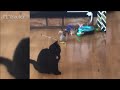 Meeko the Funny Cat Playing and Exploring