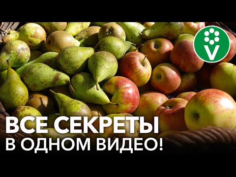 ЯБЛОНИ И ГРУШИ: САМОЕ ПОЛНОЕ РУКОВОДСТВО ОБРАБОТОК И ПОДКОРМОК С ВЕСНЫ ДО ОСЕНИ!