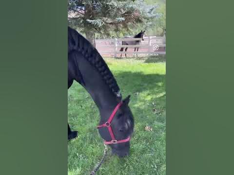 Navarre the gentle giant. #friesianhorses #horsepower #chevalia #horses ...