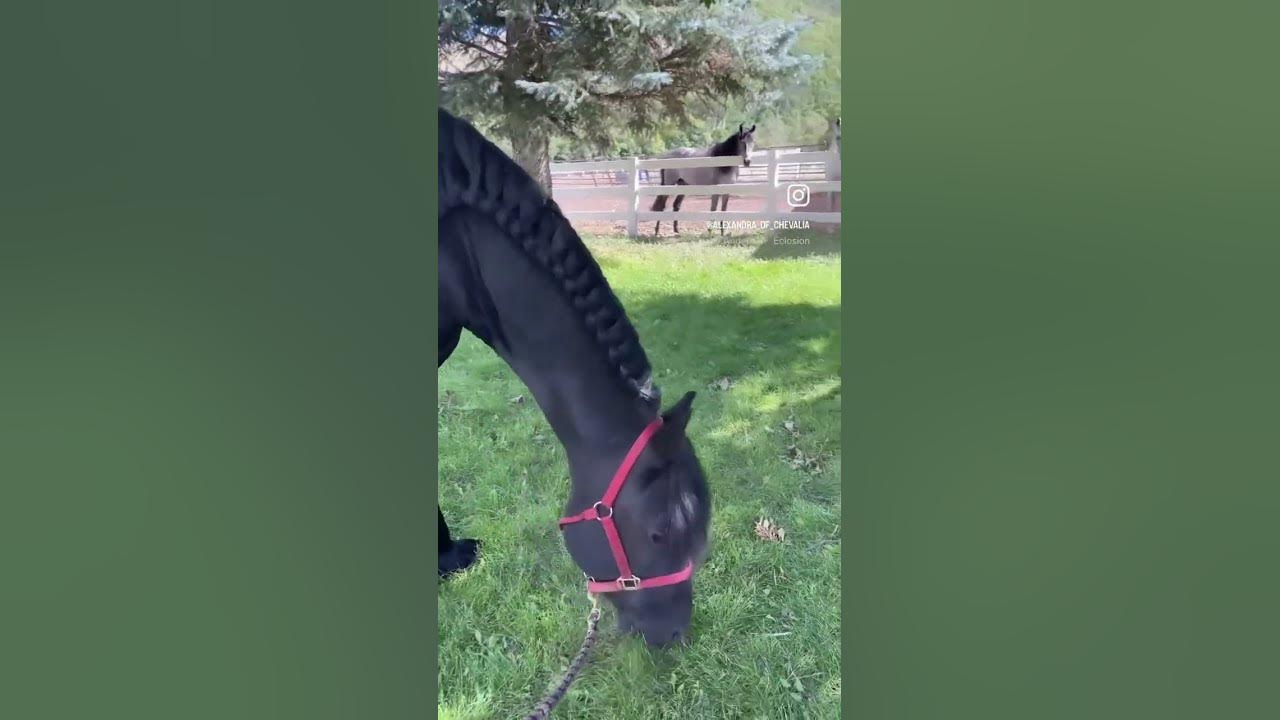 Navarre the gentle giant. #friesianhorses #horsepower #chevalia #horses ...