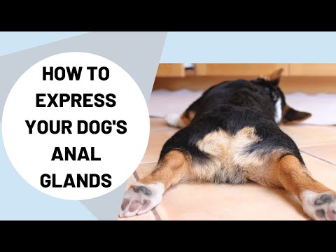 Video: Proč psi rubují jejich zadek na zemi?