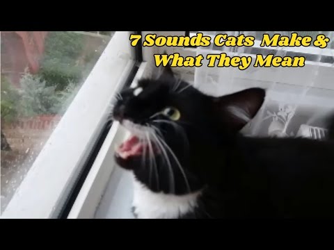 7 Sounds Cats Make and What They Mean