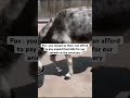 Hope starts with you fundraising link in bio #Donkey#equestrian#trendingshorts#fyp#viral