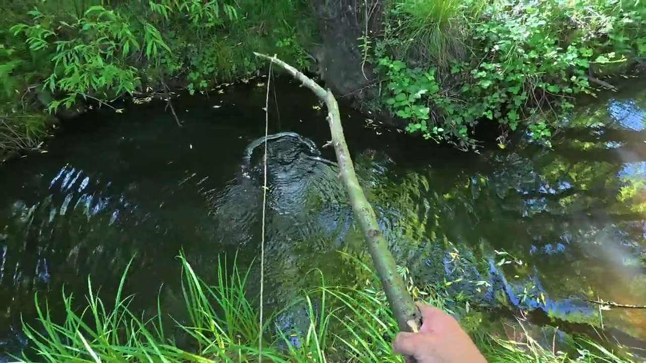 Blackfish Fishing With Crayfish And Underwater Camera