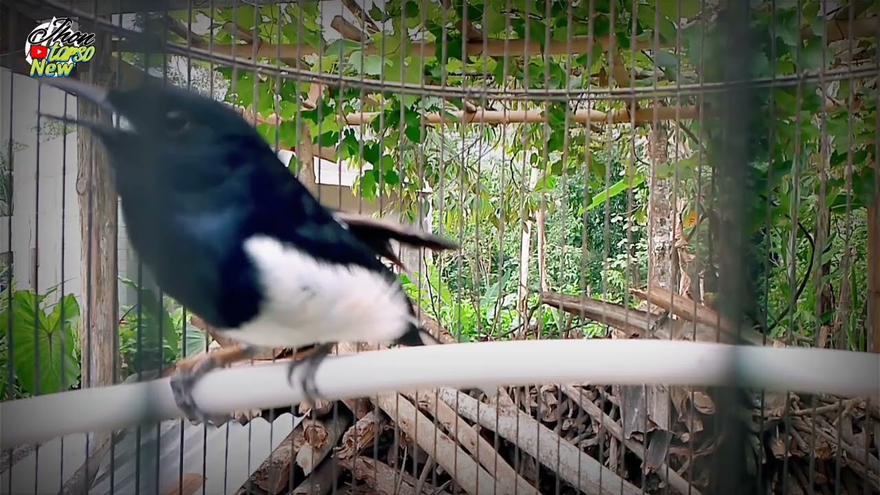 Suara burung Kacer ngeplong memanggil lawan bikin emosi 