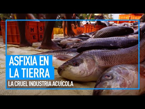 Asfixia en tierra | La cruel industria acuícola