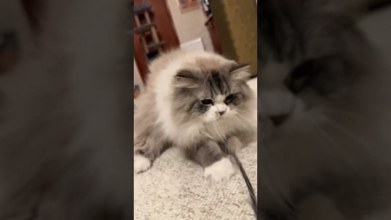 Leo hanging by a string 