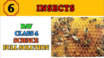 Dav Class 4 science chapter 6 Insects full Solution 