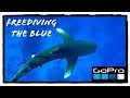 Freediving The Blue | Red Sea