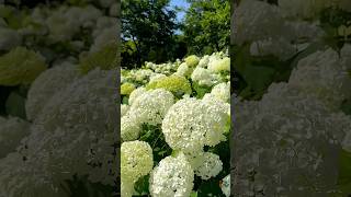 Beautiful Hydrangea Flowers And More #Garden Flowers#Shots  #Beautiful #Viral #Video