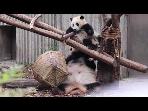 🐼干妈艾莉带活泼好动的和叶🌿HeHua's Energetic Twin Brohter HeYe Stays With His Foster Mother AiLi | Adorable Panda