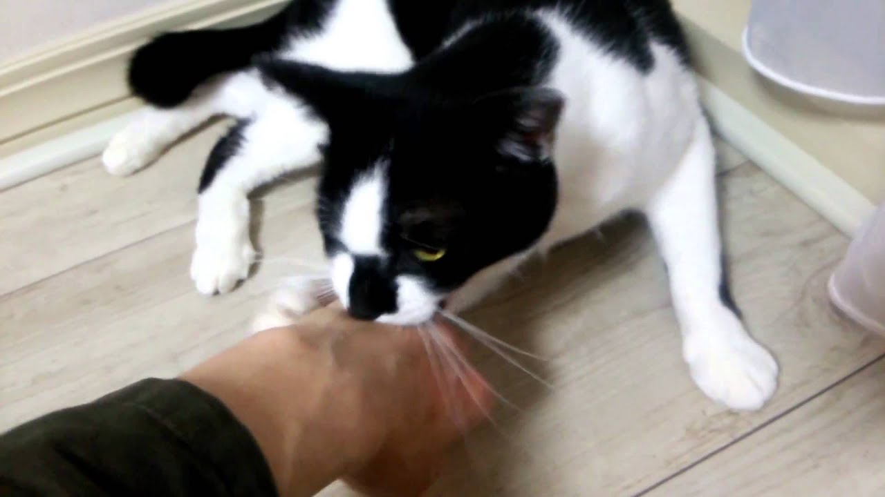 ほとんどのダウンロード 猫 噛む 本気 100 で最高の画像