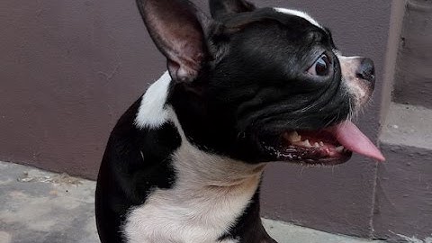 Infinix Zero 4 plus X602 Camera Review Lite