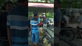 Pasar Domba Tenang Tak Ada Domba domba dombalokal ternak peternaksejahtera hewan