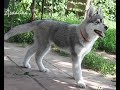 Первая выставка щенка Сибирской  Хаски - Джайны