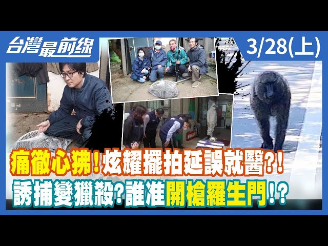 痛徹心狒！炫耀擺拍延誤就醫？！ 誘捕變獵殺？誰准開槍羅生門！？【台灣最前線】2023.03.28(上)