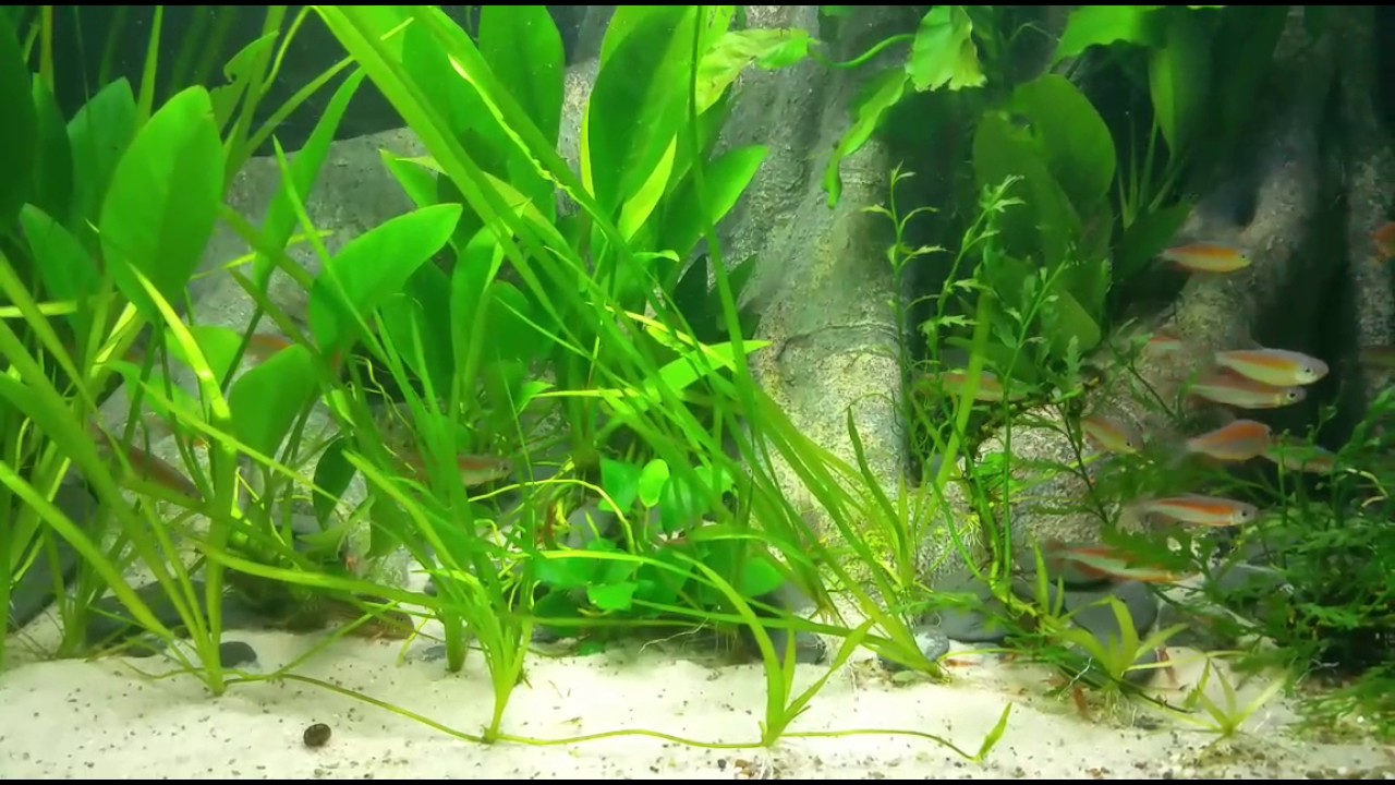 Phenacogrammus sp.  "Fantastique" by Aqua ECO Store