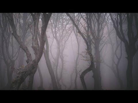 اشهر غابة مسكونة في العالم 