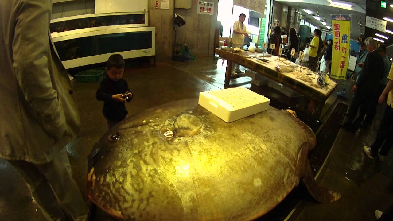 Fish Market Fukuoka Youtube